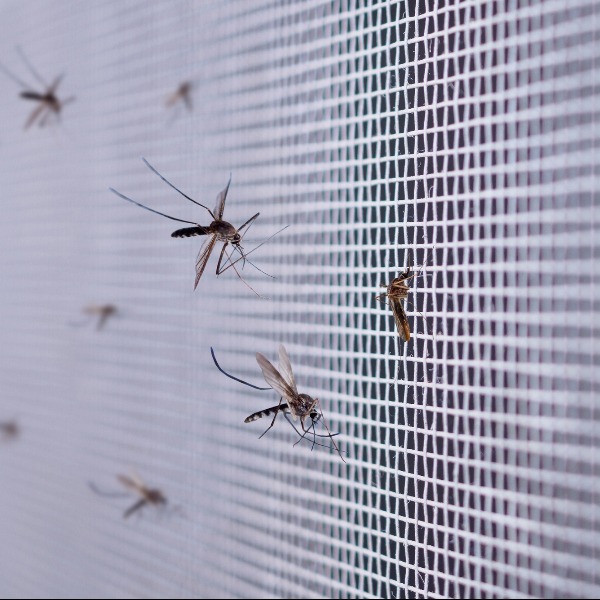 москитные сетки